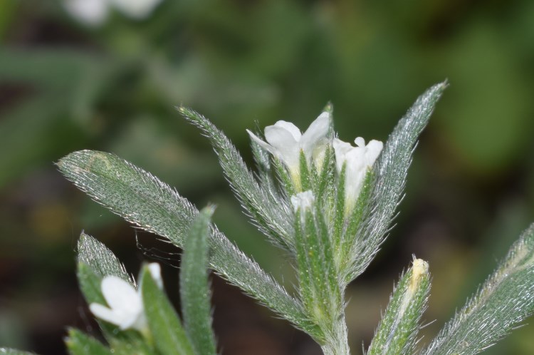 Piccoli fiori bianchi:  Buglossoides arvensis