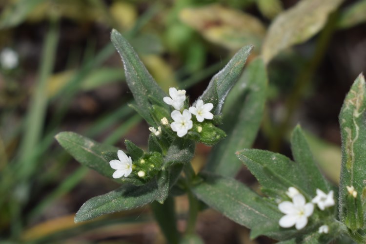 Piccoli fiori bianchi:  Buglossoides arvensis