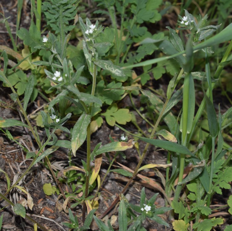 Piccoli fiori bianchi:  Buglossoides arvensis