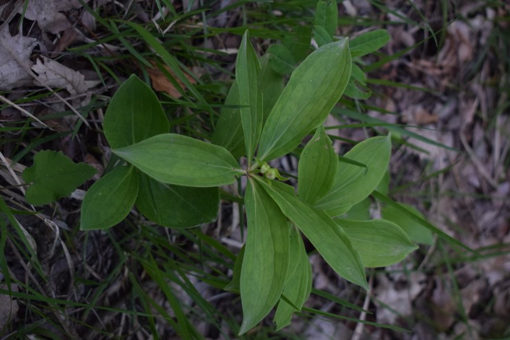 Lilium martagon