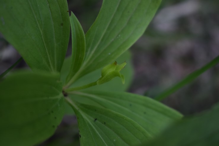 Lilium martagon