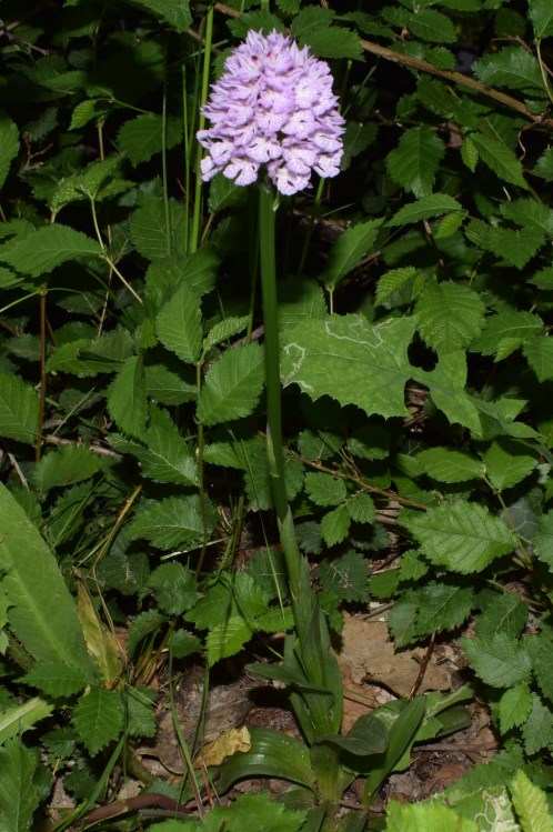 Neotinea tridentata