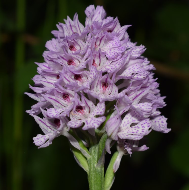 Neotinea tridentata