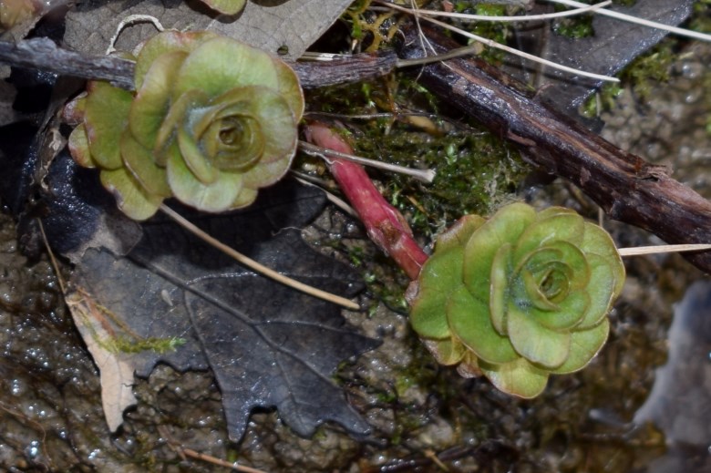 Nel fosso - cfr. Saxifraga cuneifolia