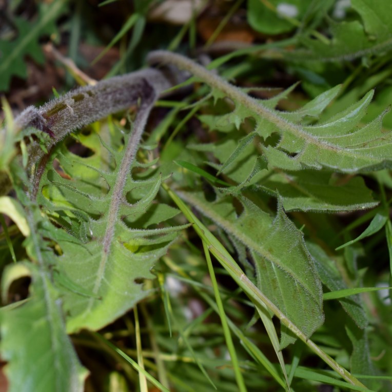 Crepis vesicaria