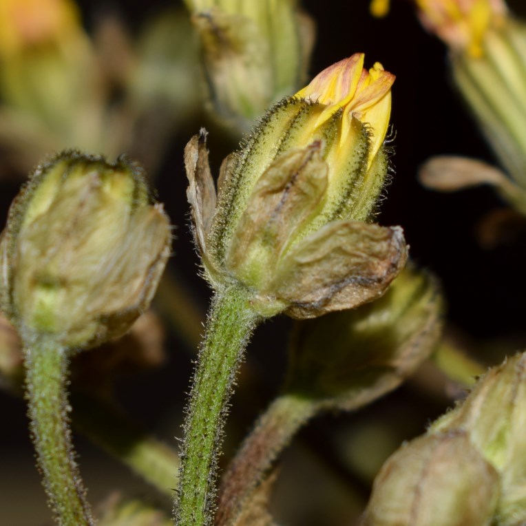 Crepis vesicaria