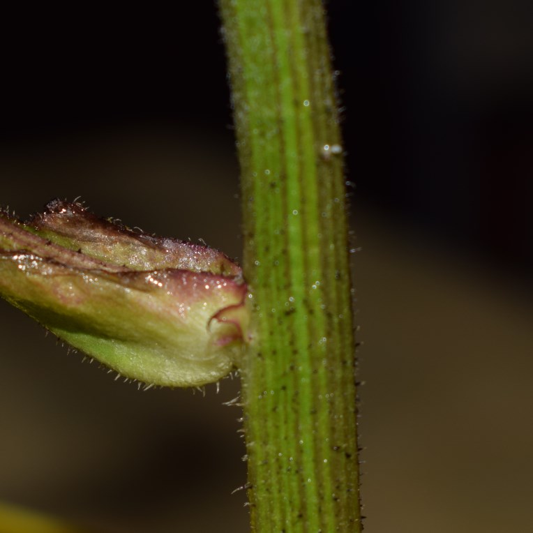 Crepis vesicaria