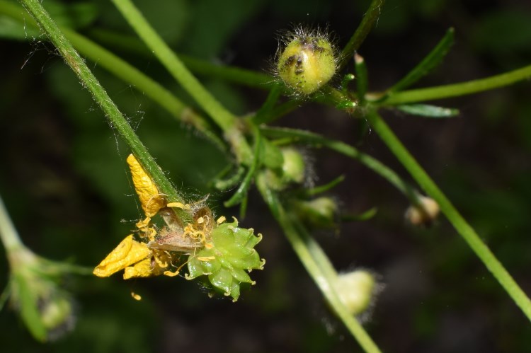 Ranunculus?