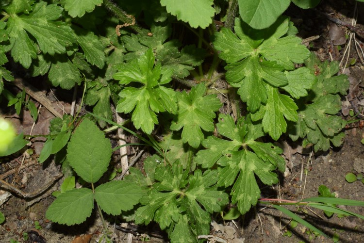 Ranunculus?