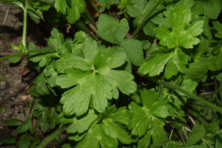 Ranunculus?