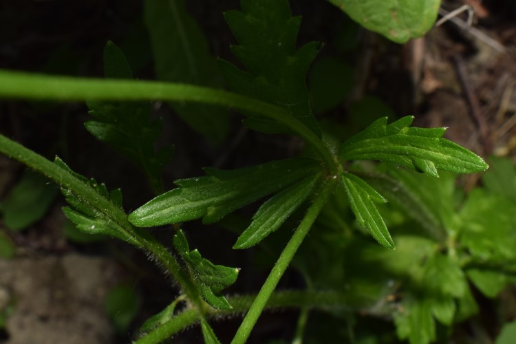 Ranunculus?