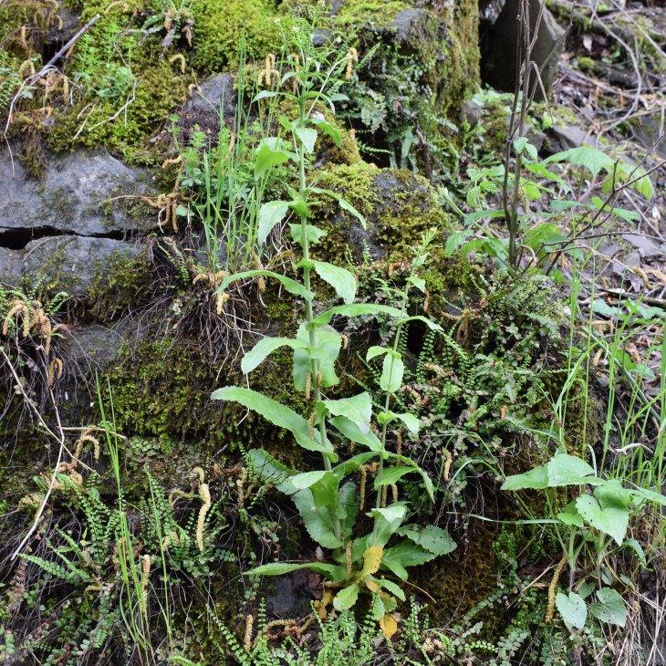 Thlaspi sp.   (Brassicaceae)