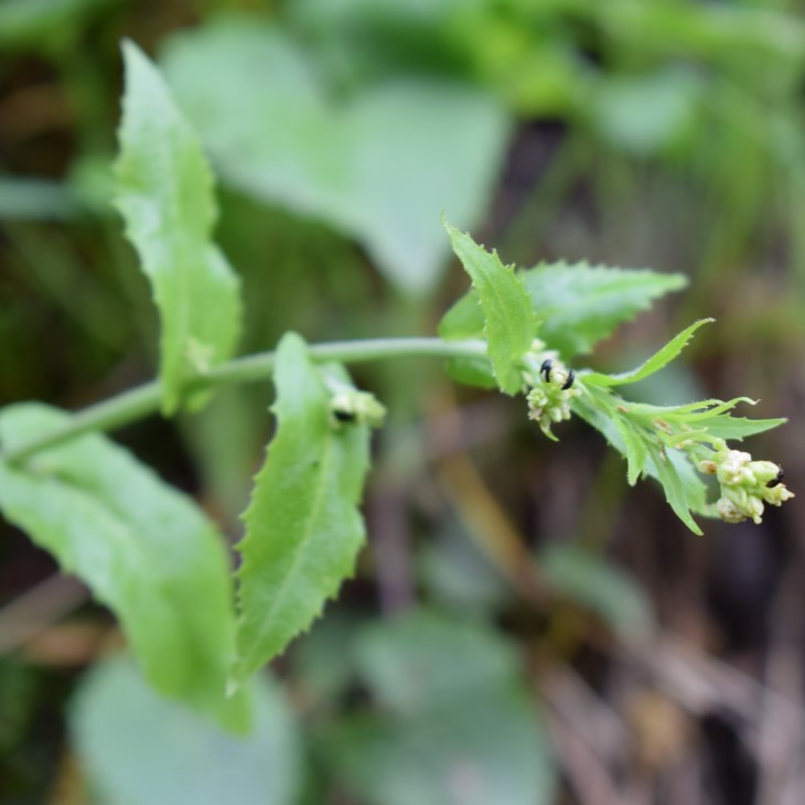 Thlaspi sp.   (Brassicaceae)