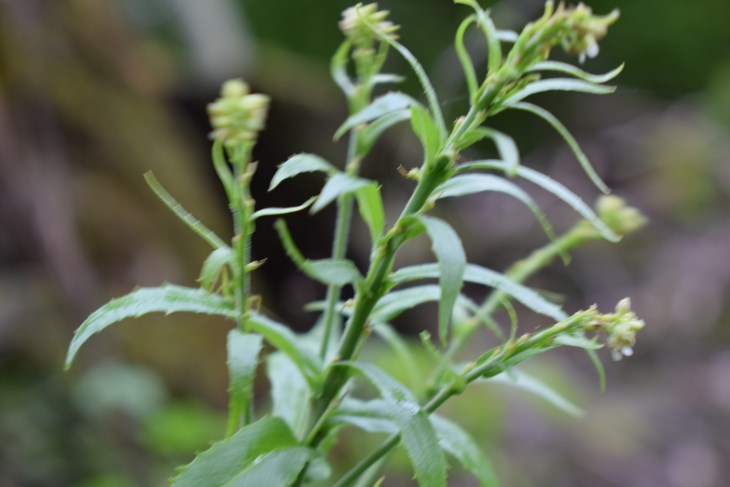 Thlaspi sp.   (Brassicaceae)