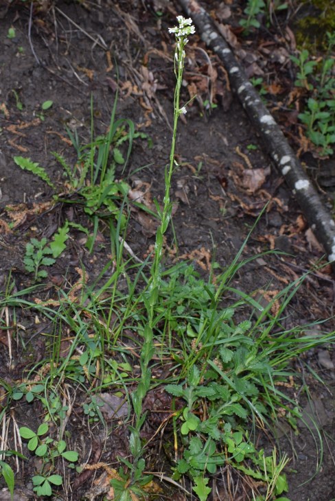 Arabis?  S, Arabis hirsuta (Brassicaceae)
