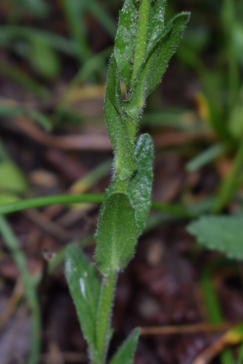 Arabis?  S, Arabis hirsuta (Brassicaceae)