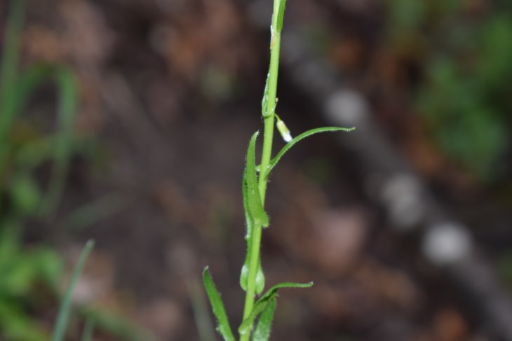 Arabis?  S, Arabis hirsuta (Brassicaceae)