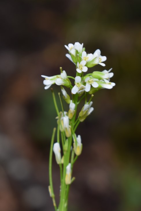 Arabis?  S, Arabis hirsuta (Brassicaceae)