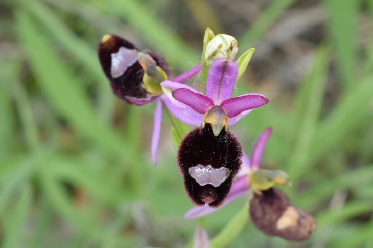 4 orchidee da determinare