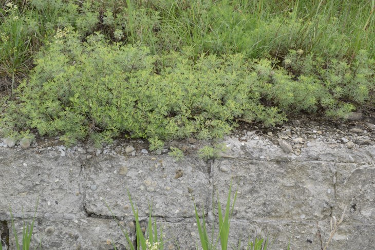 Artemisia alba (Asteraceae)