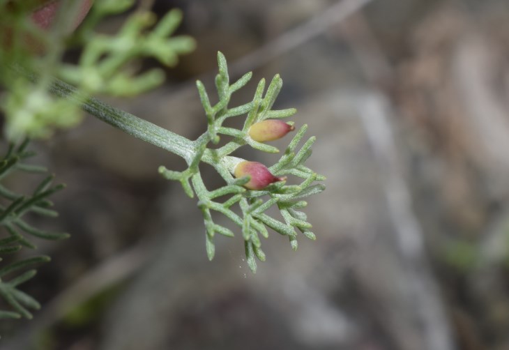 Artemisia alba (Asteraceae)