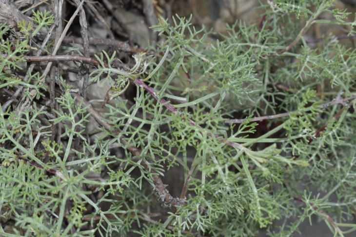 Artemisia alba (Asteraceae)