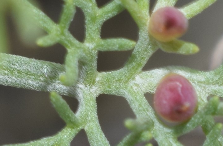 Artemisia alba (Asteraceae)