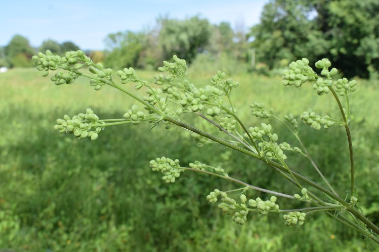 Thalictrum lucidum / Pigamo maggiore (Ranunculaceae)