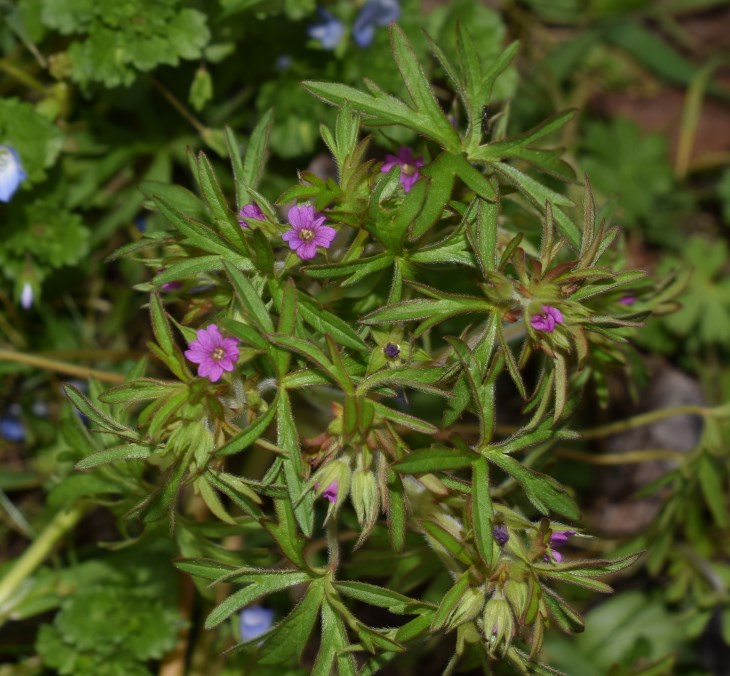 Geranium dissectum