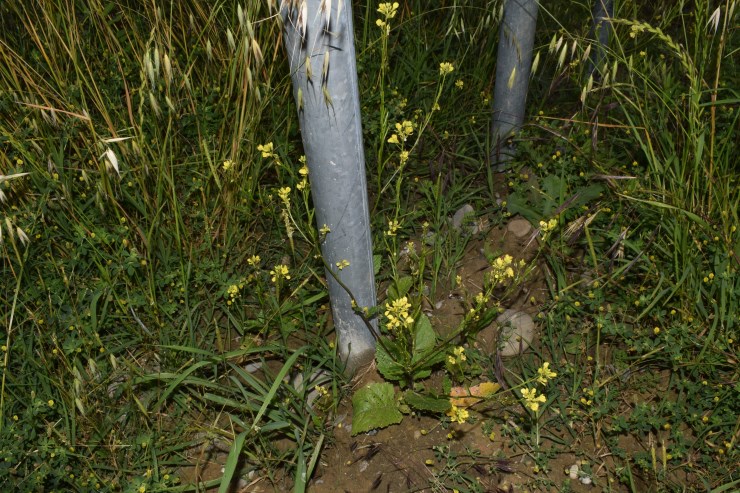 Brassicaceae:  Sinapis arvensis?  S !