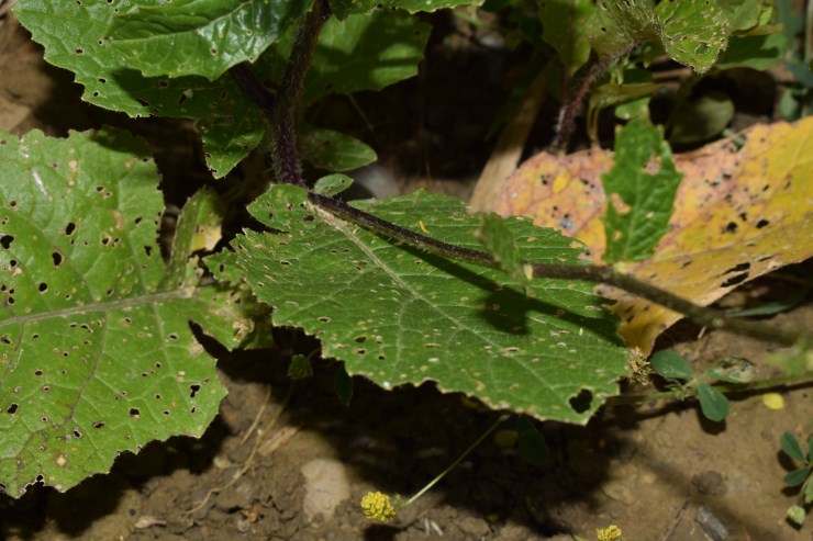 Brassicaceae:  Sinapis arvensis?  S !