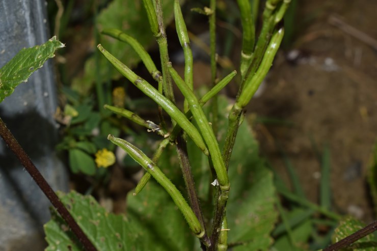 Brassicaceae:  Sinapis arvensis?  S !