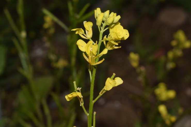 Brassicaceae:  Sinapis arvensis?  S !