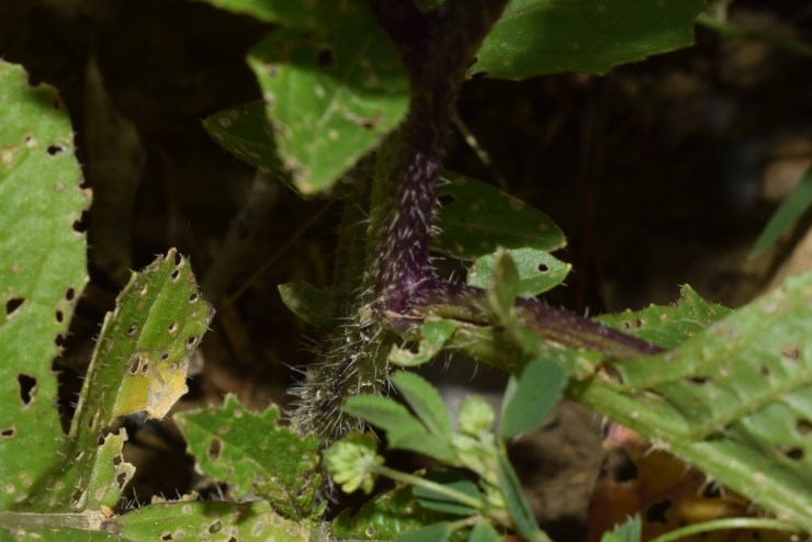 Brassicaceae:  Sinapis arvensis?  S !