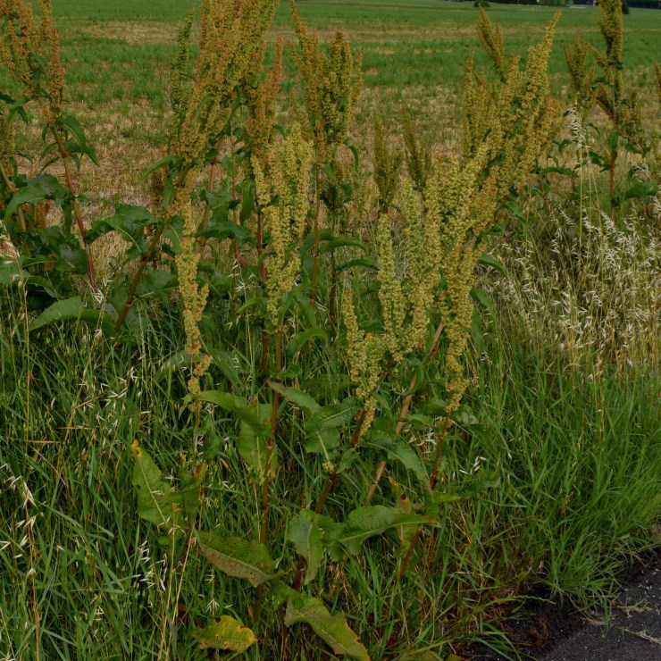 Quale Rumex?     Rumex crispus (Polygonaceae)