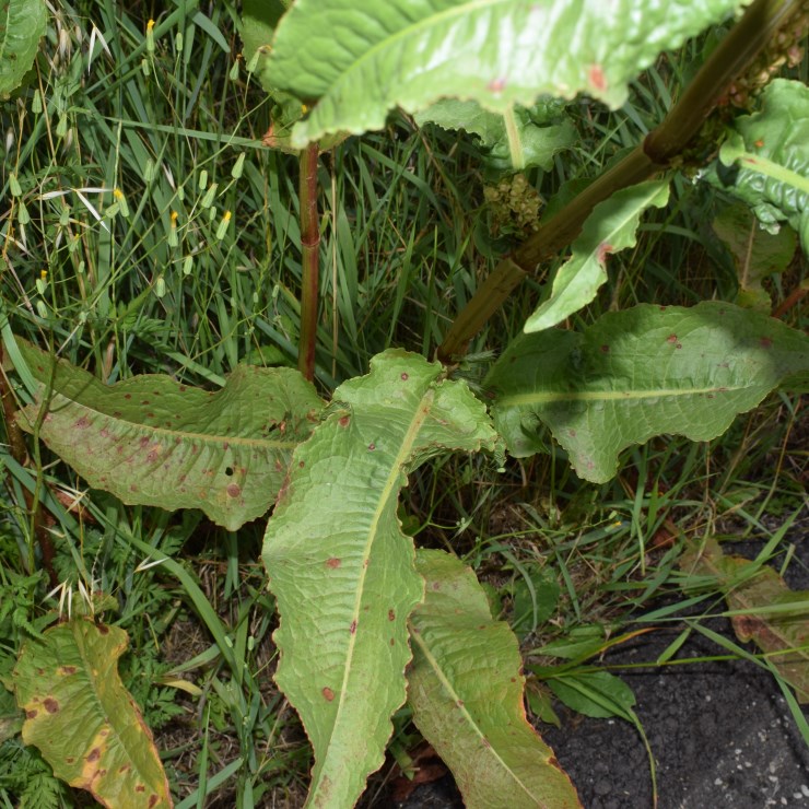 Quale Rumex?     Rumex crispus (Polygonaceae)