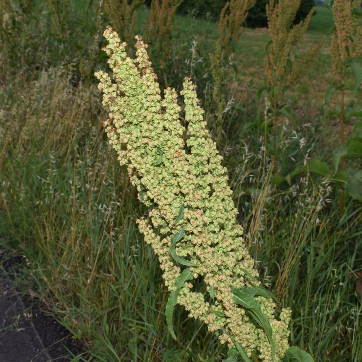 Quale Rumex?     Rumex crispus (Polygonaceae)