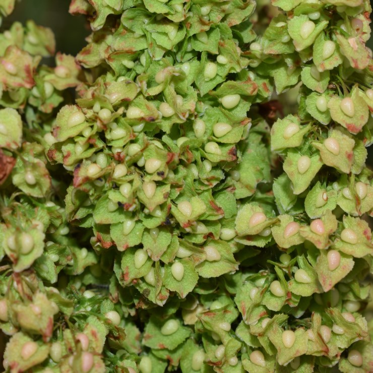 Quale Rumex?     Rumex crispus (Polygonaceae)