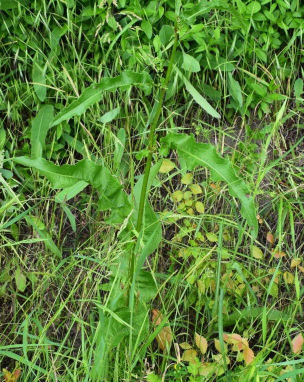 Ancora Rumex...crispus!