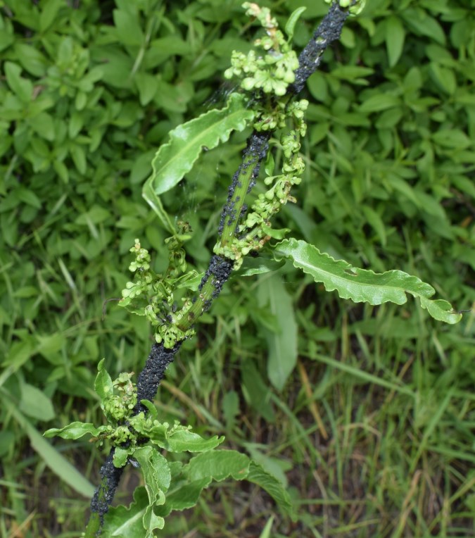 Ancora Rumex...crispus!