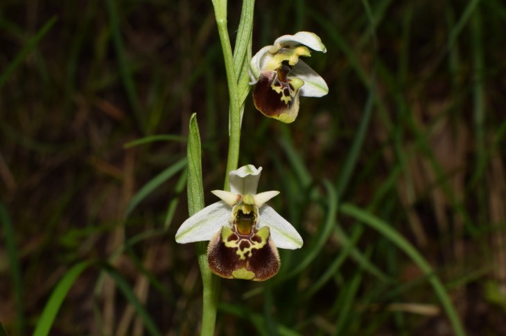 3 orchidee da determinare