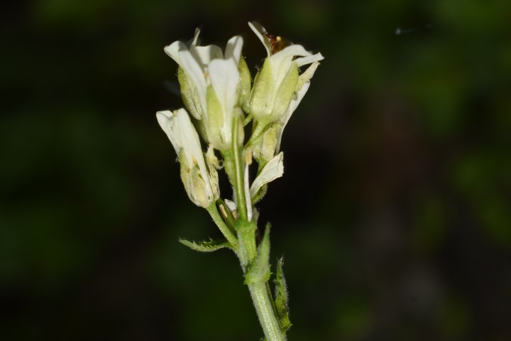 Che pianta �? Arabis ?