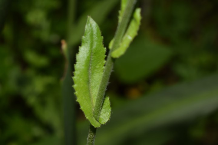 Che pianta �? Arabis ?