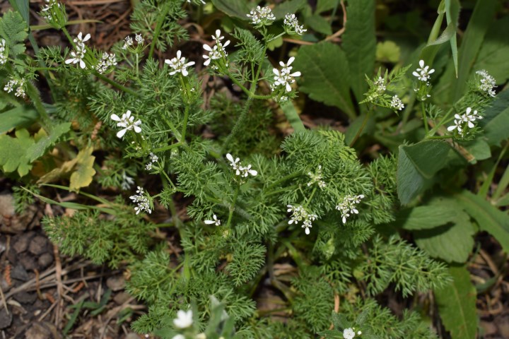 Scandix pecten-veneris L. (Apiaceae)