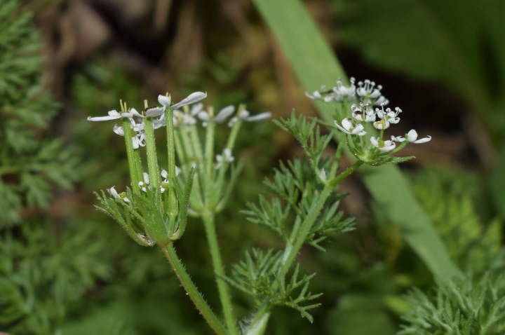 Scandix pecten-veneris L. (Apiaceae)
