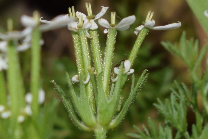 Scandix pecten-veneris L. (Apiaceae)