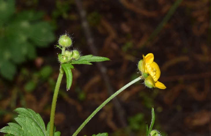 Ranunculus cfr. lanuginosus