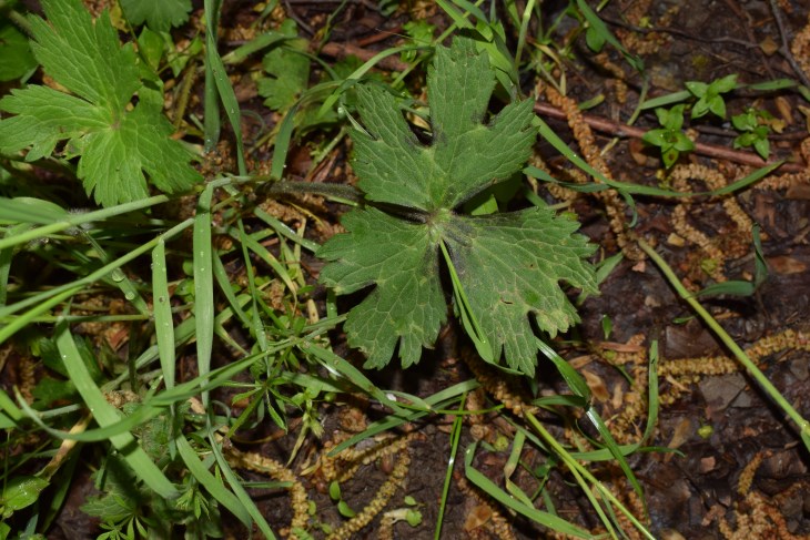 Ranunculus cfr. lanuginosus