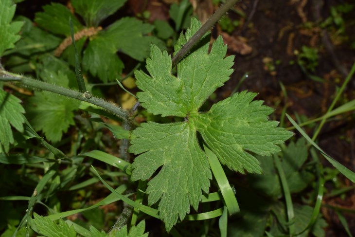 Ranunculus cfr. lanuginosus