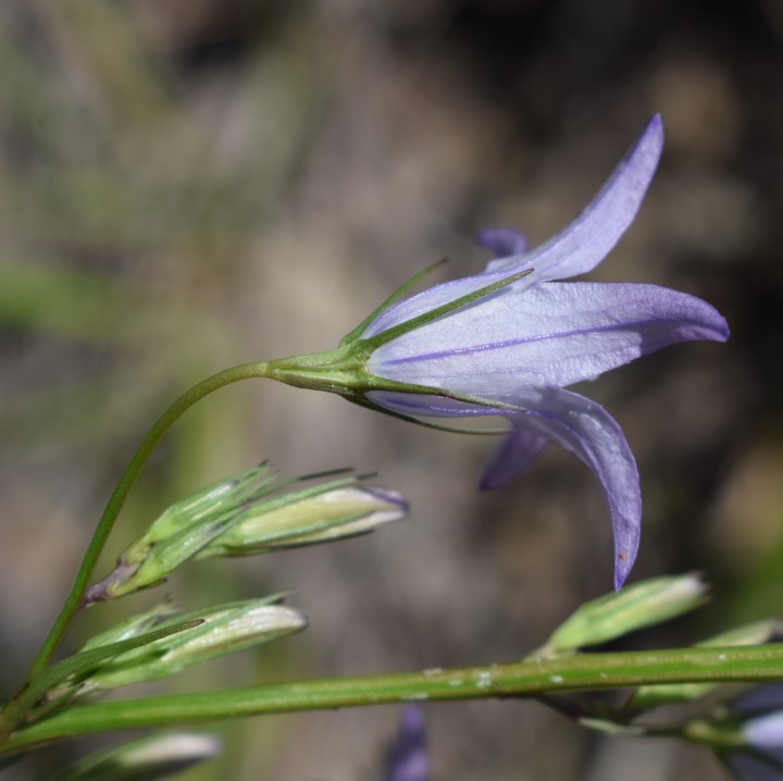 Campanula rapunculus?  S !